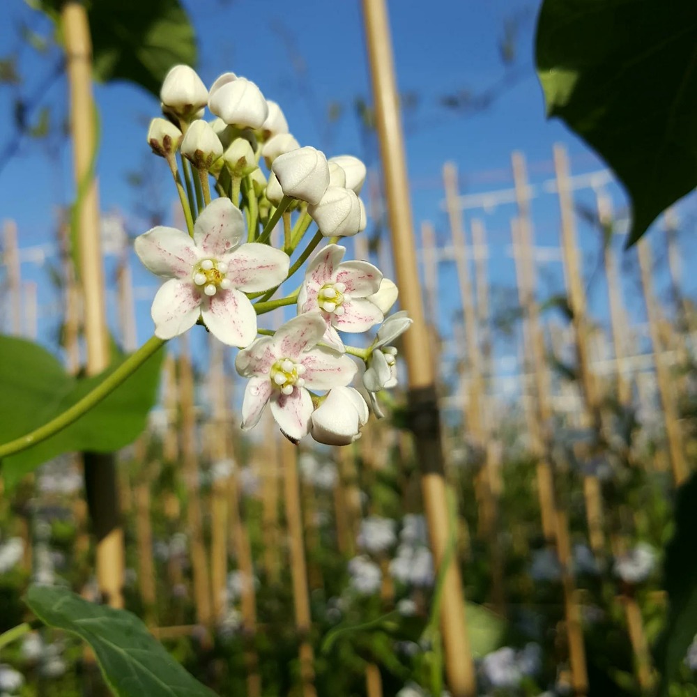 Wattakaka sinensis - wattakaka sinensis 3l