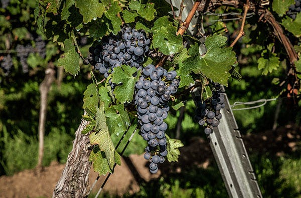 Weinbergwanderung in Schriesheim als Geschenk