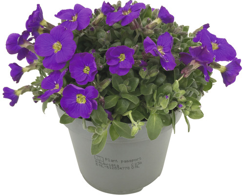Vaste planten voor het voorjaar FloraSelf, diverse soorten, pot Ø 12 cm