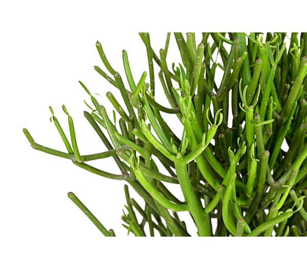 Bleistiftbaum - Euphorbia tirucalli