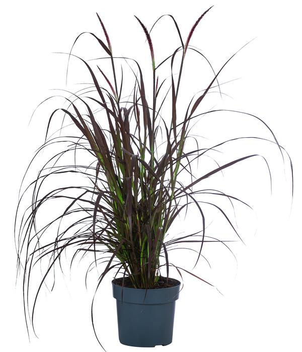 Rotes Lampenputzergras 'Summer Samba'
