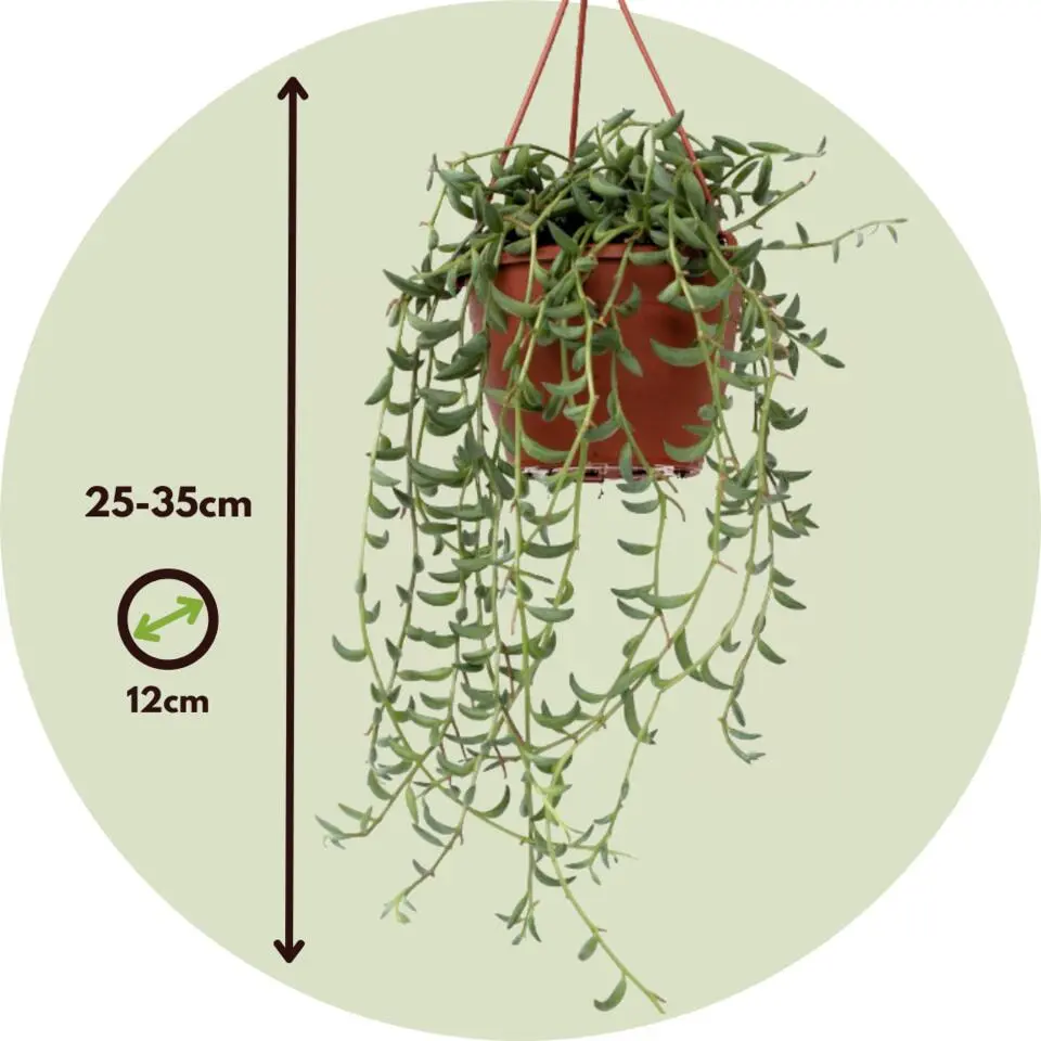 Parelketting - Mix van 3 - Senecio - Hoogte 25-35cm - ⌀12cm