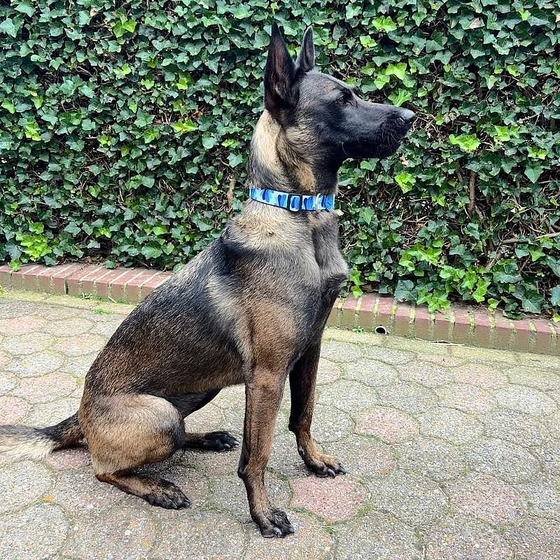 Morso Honden Halsband Gerecycled | Medium | Splash Blauw | 13834.6