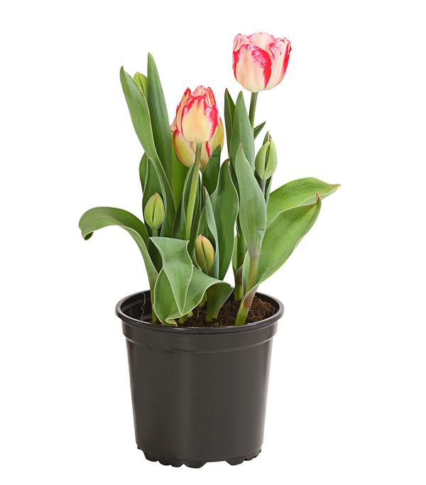 Tulpe 'Pleasure'