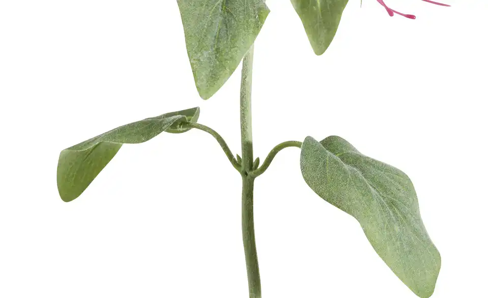 Kunstblume Monarda