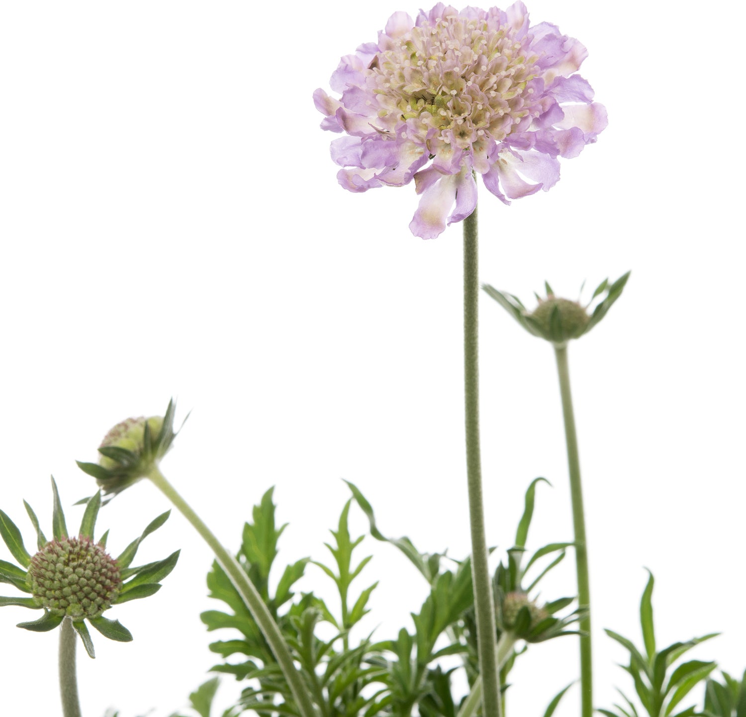 Duifkruid (Scabiosa columbaria) D 15 H 15 cm