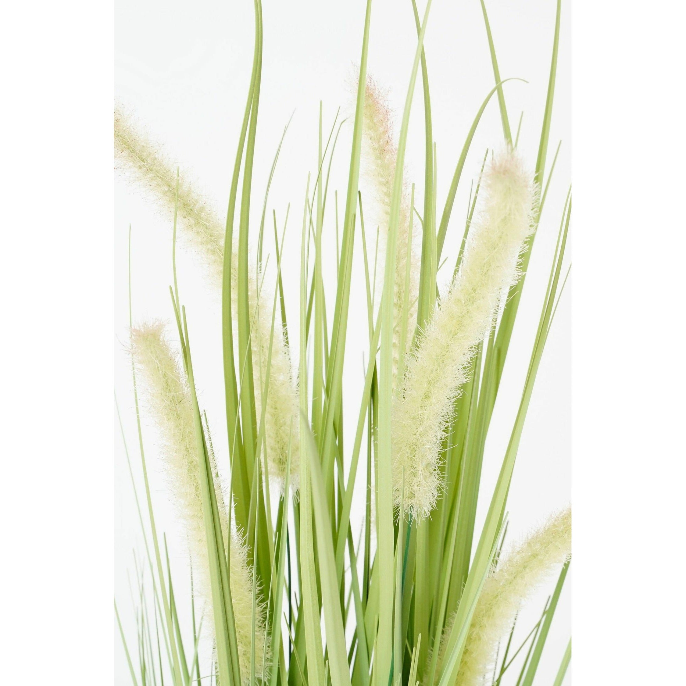 Mica Decorations Dogtail gras groen in pot d10cm - h53xd30cm