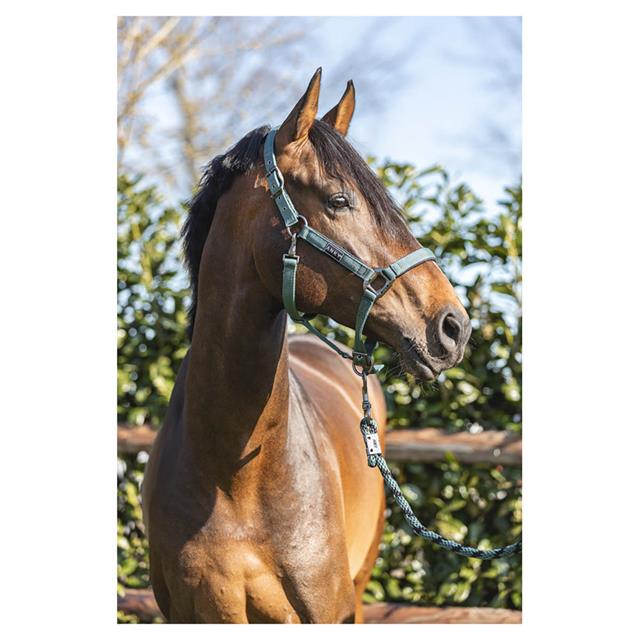 Halster ANKY Grooming Donkergroen