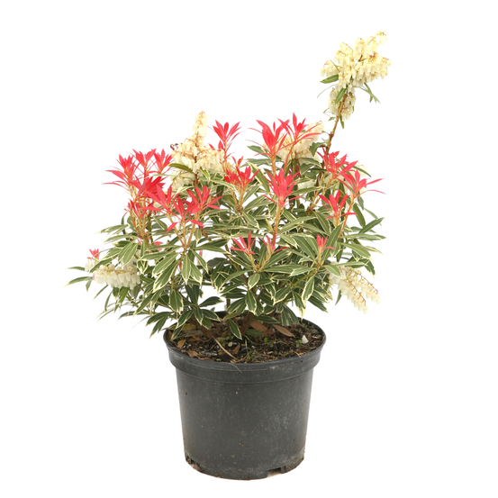 Pieris 'Flaming Silver' - Pot 3L.