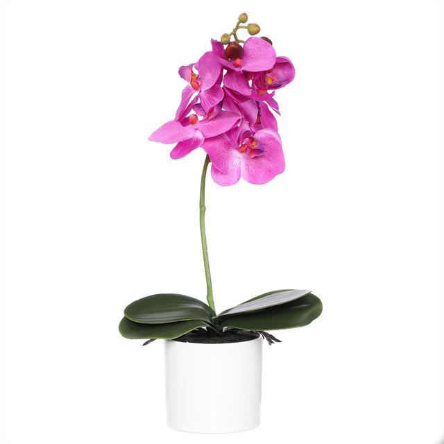 Orchidee Phalaenopsis im weißen Keramiktopf, 40 cm
