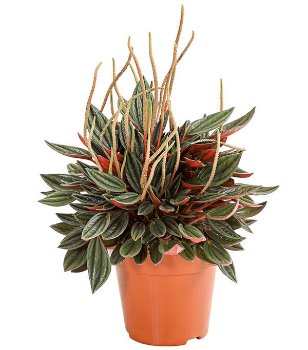 Peperomien-Set - Peperomia cultivars, 3-teilig