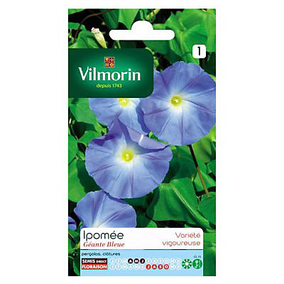 Graines d'Ipomée Grande Fleur Bleue Vilmorin