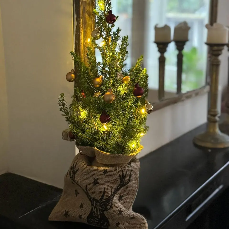 Mini-kerstboom met juten zak - Picea glauca ‘Conica’ - Hoogte 55-65cm - ⌀15cm