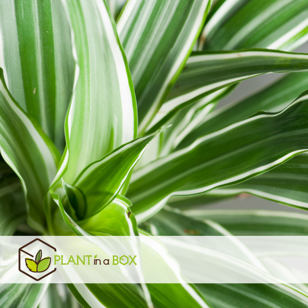 Dracaena deremensis - white stripe - set de 2 - pot 17cm - hauteur 60-70cm