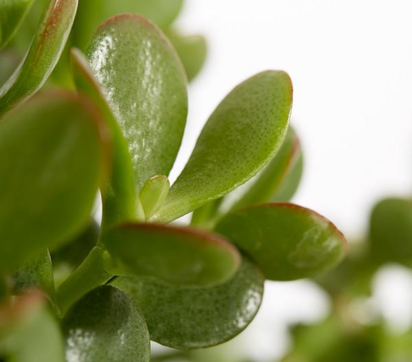 Dickblatt - Crassula cultivars, verschiedene