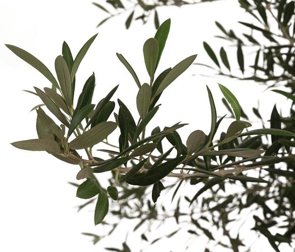 XXL Olivenbaum, ca. 160-180 cm