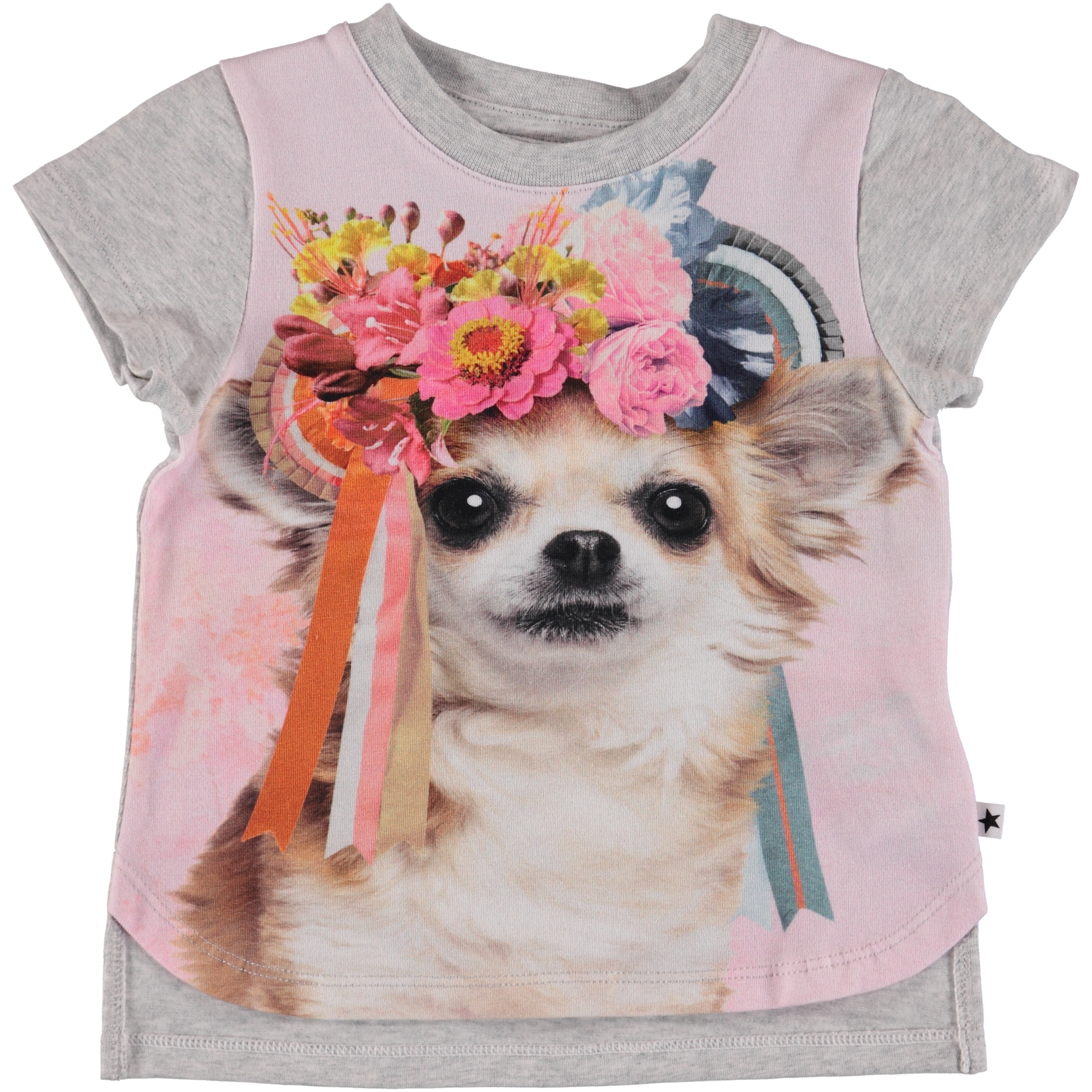 Erin - Chihuahua