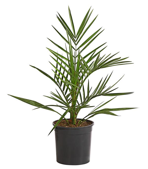 Kanarische Dattelpalme