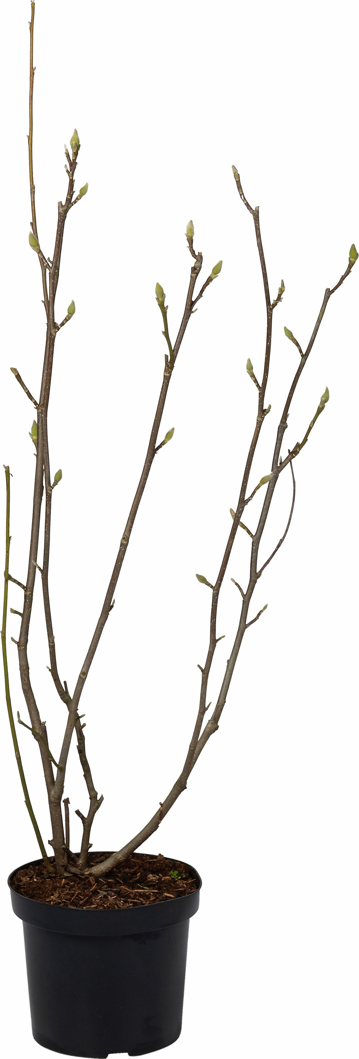 Magnolia (Magnolia soulangeana 'Superba') D 27 H 80 cm