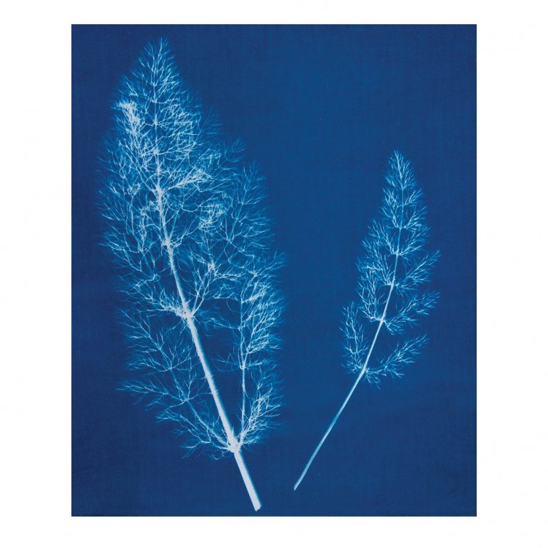 Jacquard Cyanotype, Blaudruck Set