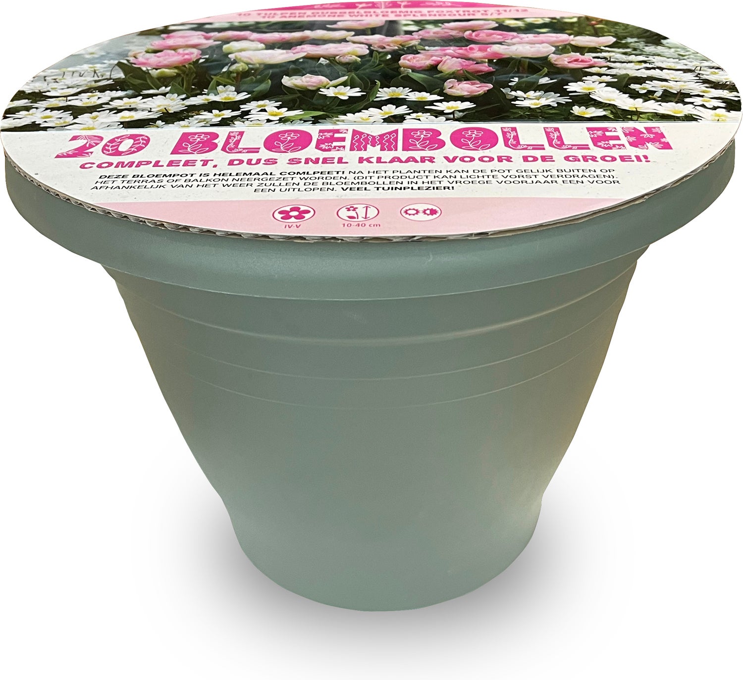 Florex voorgeplante bloembollen in pot roze wit 20 stuks