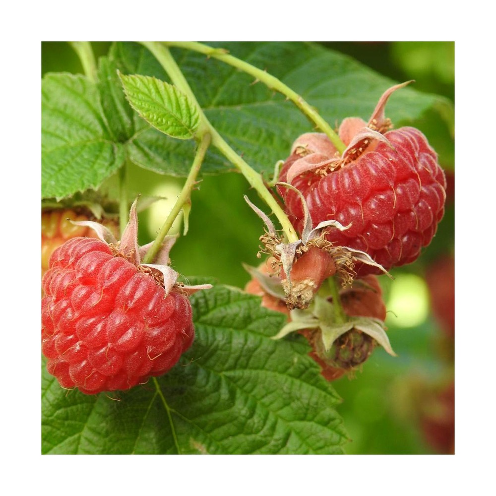 Framboisier idaeus scepter/rubus idaeus scepter[-]pot de 3 l - 40/50 cm