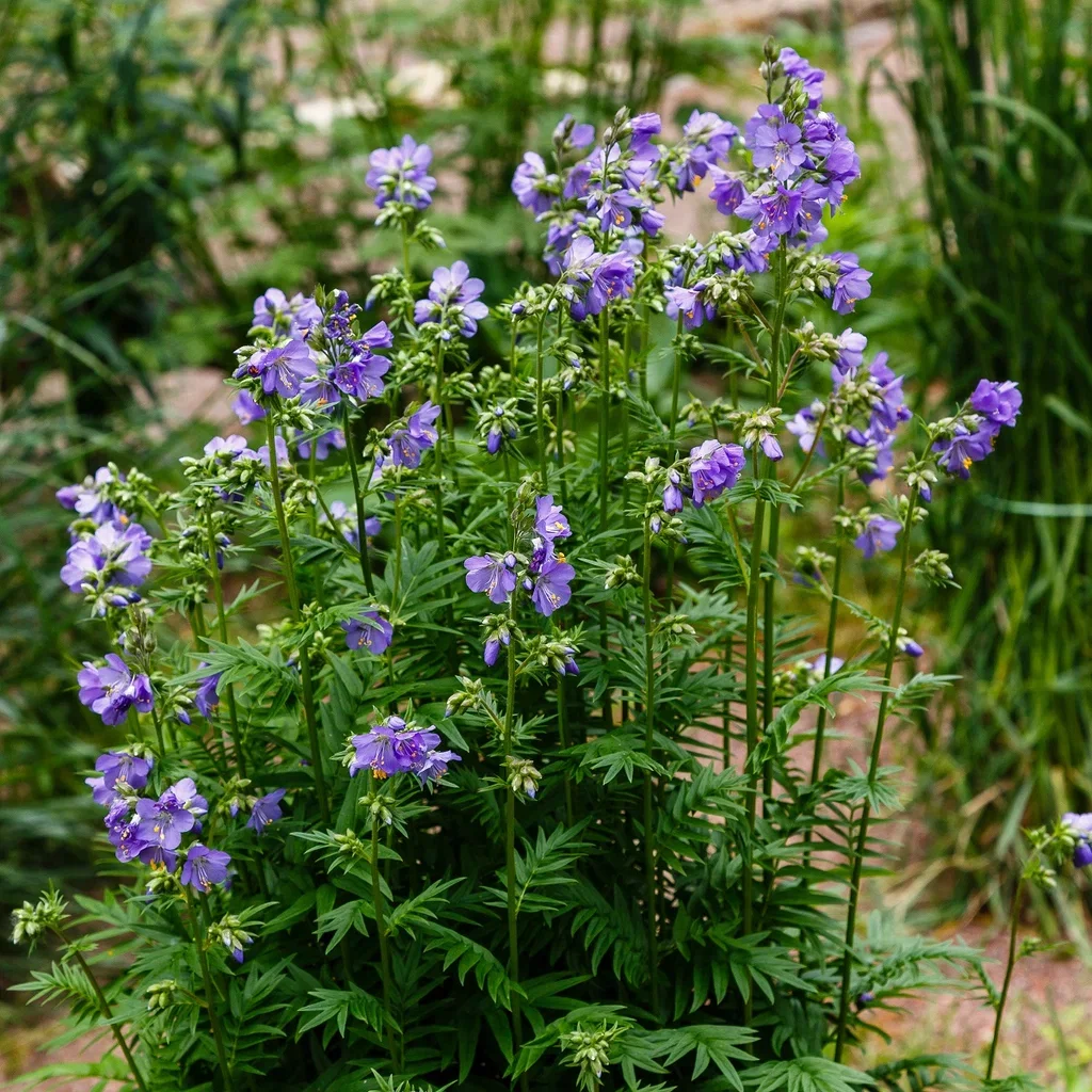 Polemonium caeruleum Jakobs himmelstige Ø11 cm