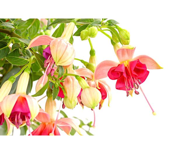 Fuchsie, Stämmchen, verschiedene Sorten