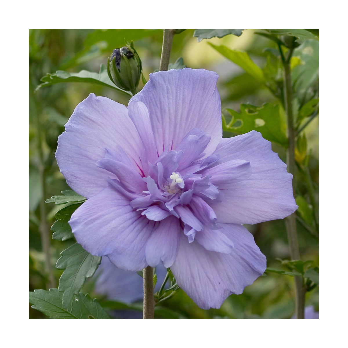Hibiscus syriacus blue chiffon® 'notwoodthree'/hibiscus syriacus blue chiffon® 'notwoodthree'[-]pot de 7,5l - tigette