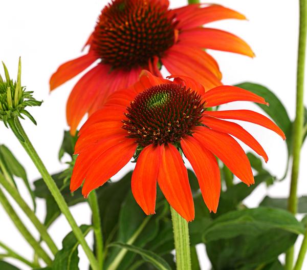Bio Garten-Scheinsonnenhut 'Cheyenne Spirit'