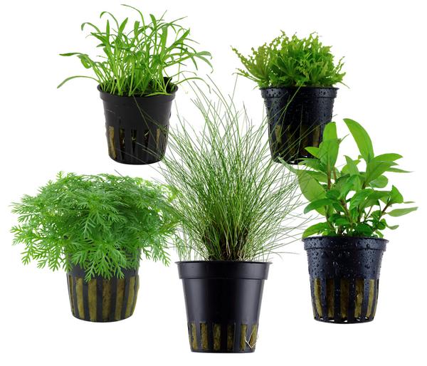 Dehner Aqua Aquarienpflanzen-Set