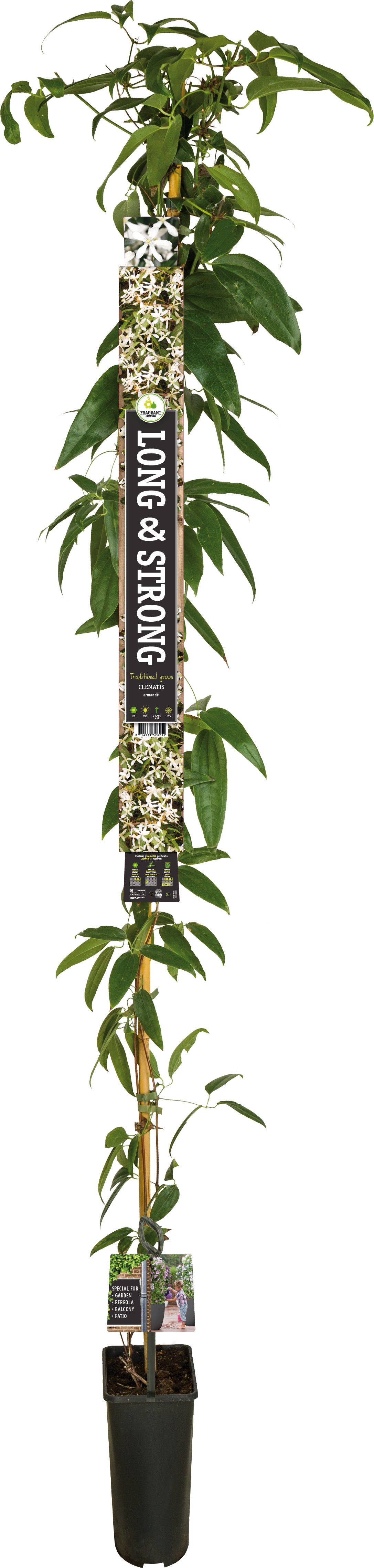 Groenblijvende Bosrank (Clematis armandii) D 23 H 210 cm