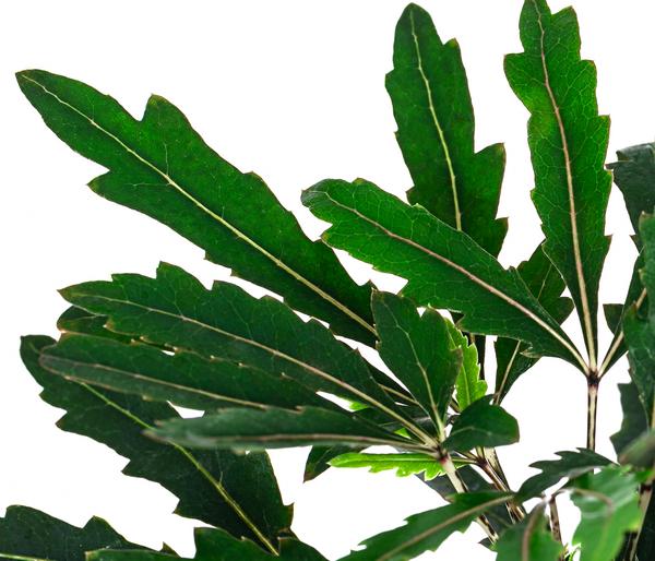 Fingeraralie - Schefflera elegantissima