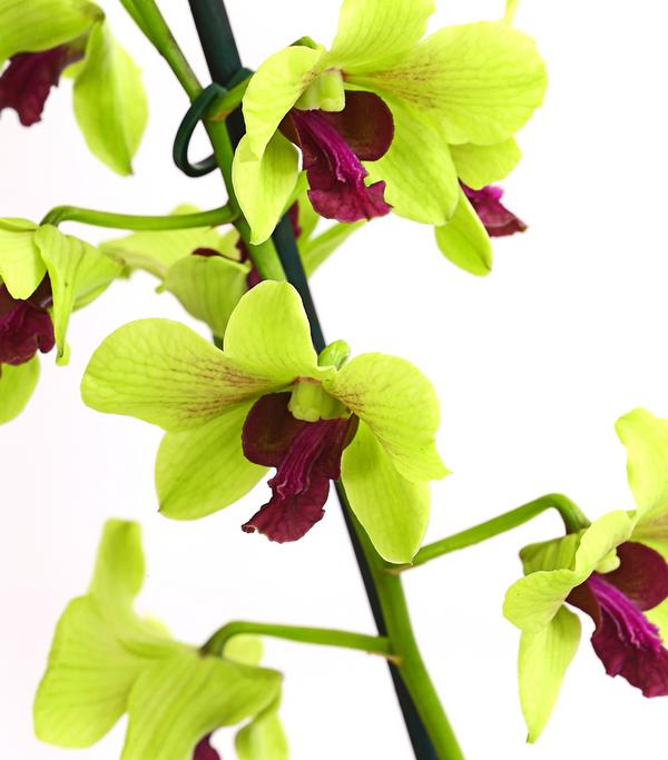 Dendrobium - Dendrobium cultivaris,