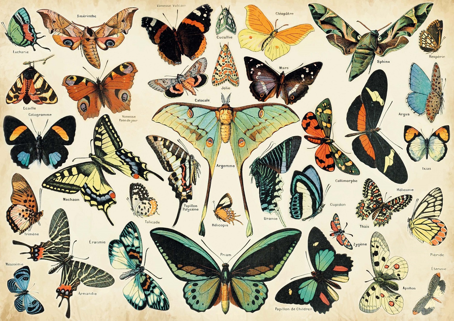 Papillons d'après millot