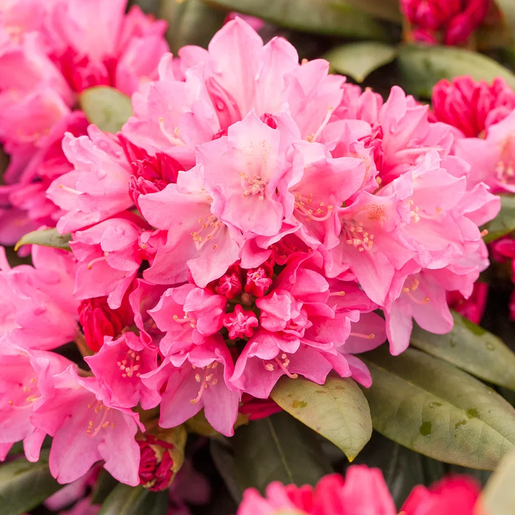 Rhododendron yak.'Polaris' 23cm Rododendron 'Polaris' Ø19 cm