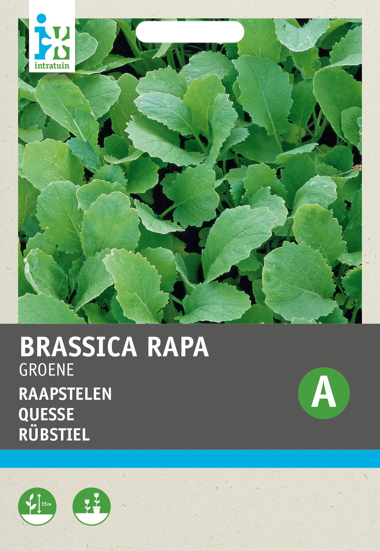 Intratuin groentezaad Raapstelen groen (Brassica rapa)