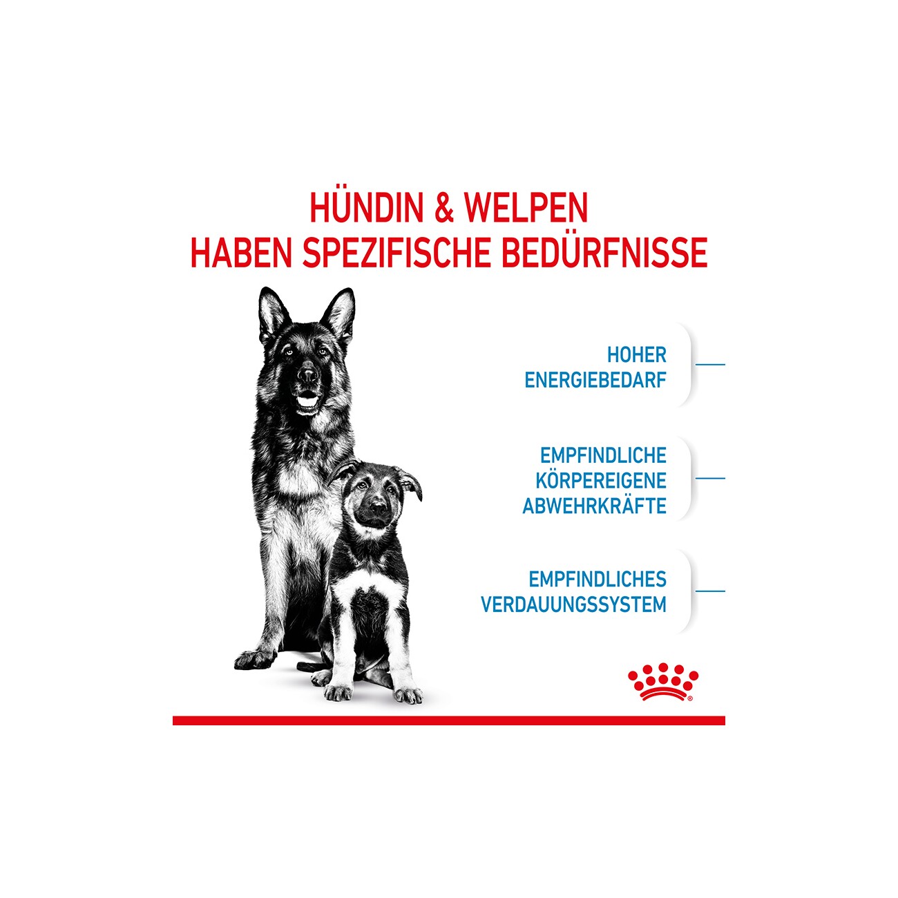 ROYAL CANIN MAXI Starter 15kg
