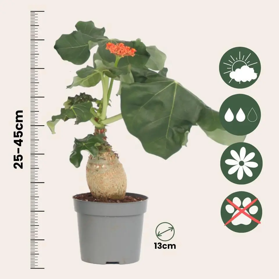 Koraalplant - Set van 2 - Jatropha podagrica - Hoogte 25-45cm - ⌀13cm
