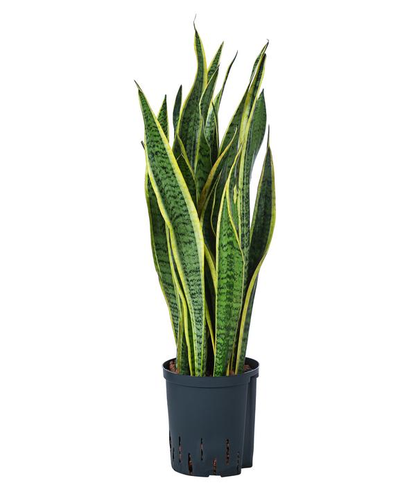 Bogenhanf - Sansevieria trifasciata var.