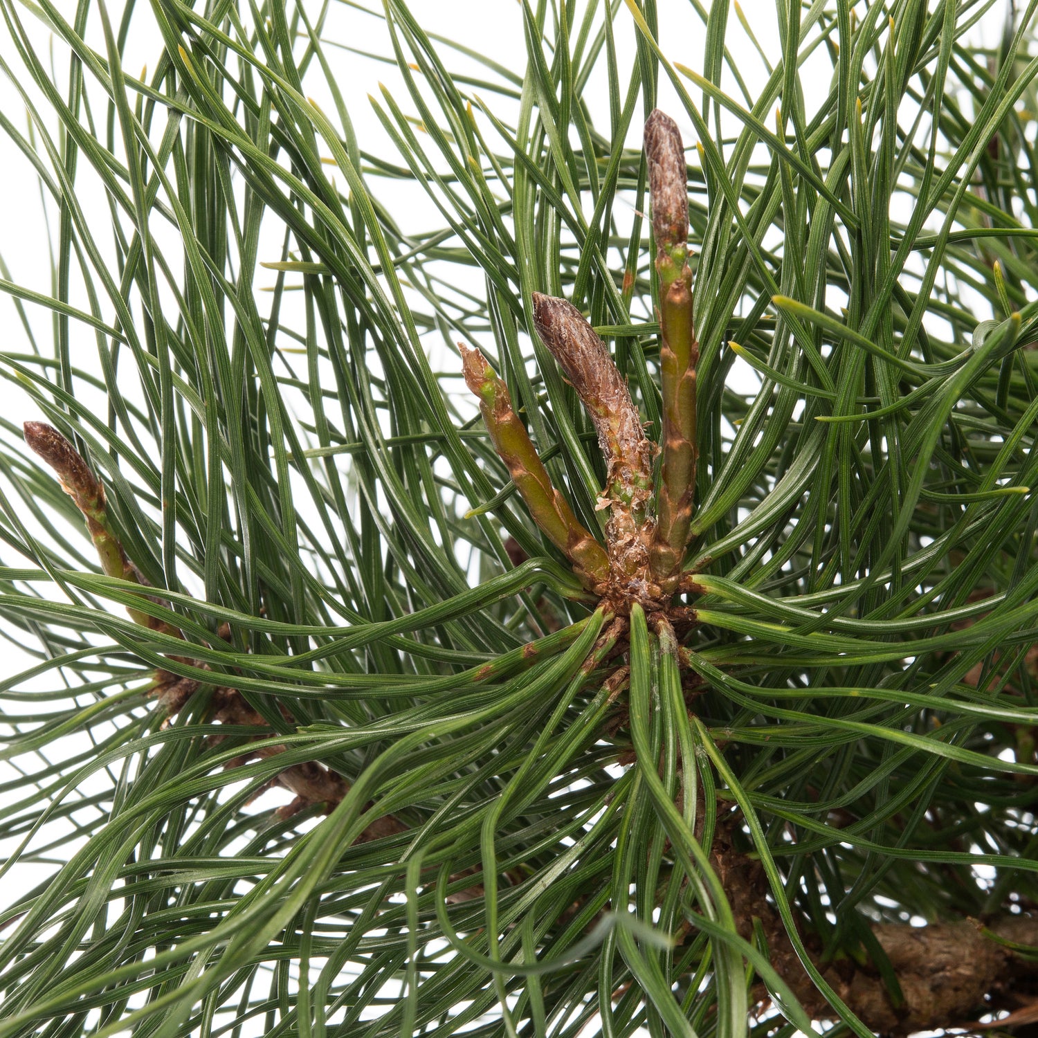 Bergden (Pinus mugo 'Pumilio') D 17 H 15 cm