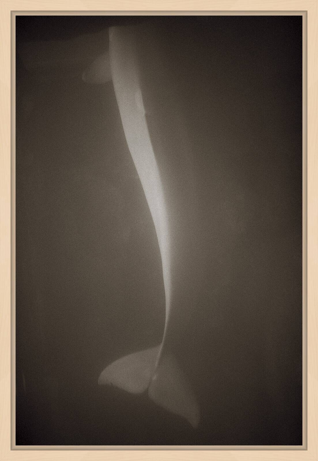 Bottlenose Dolphin by Henry Horenstein - Open Edition.