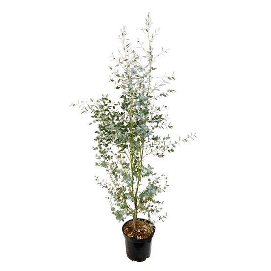 Eucalyptus gunnii silver' pot 10L