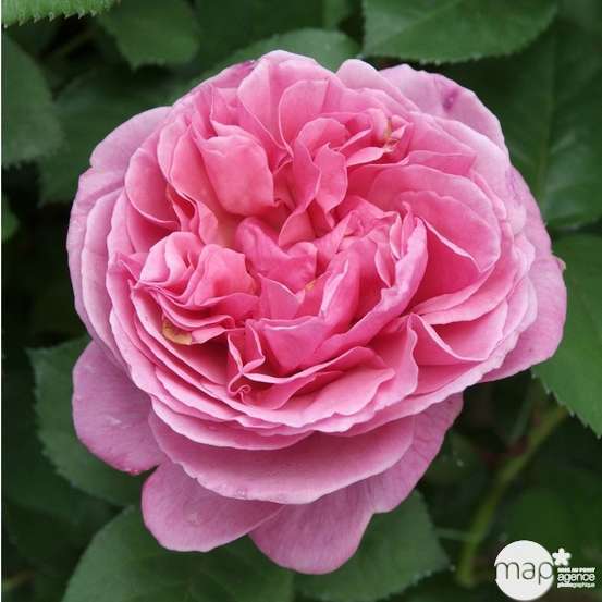 Rosier buisson 'Line Renaud®' (Meiclusif) Label Rouge: pot de 5 litres