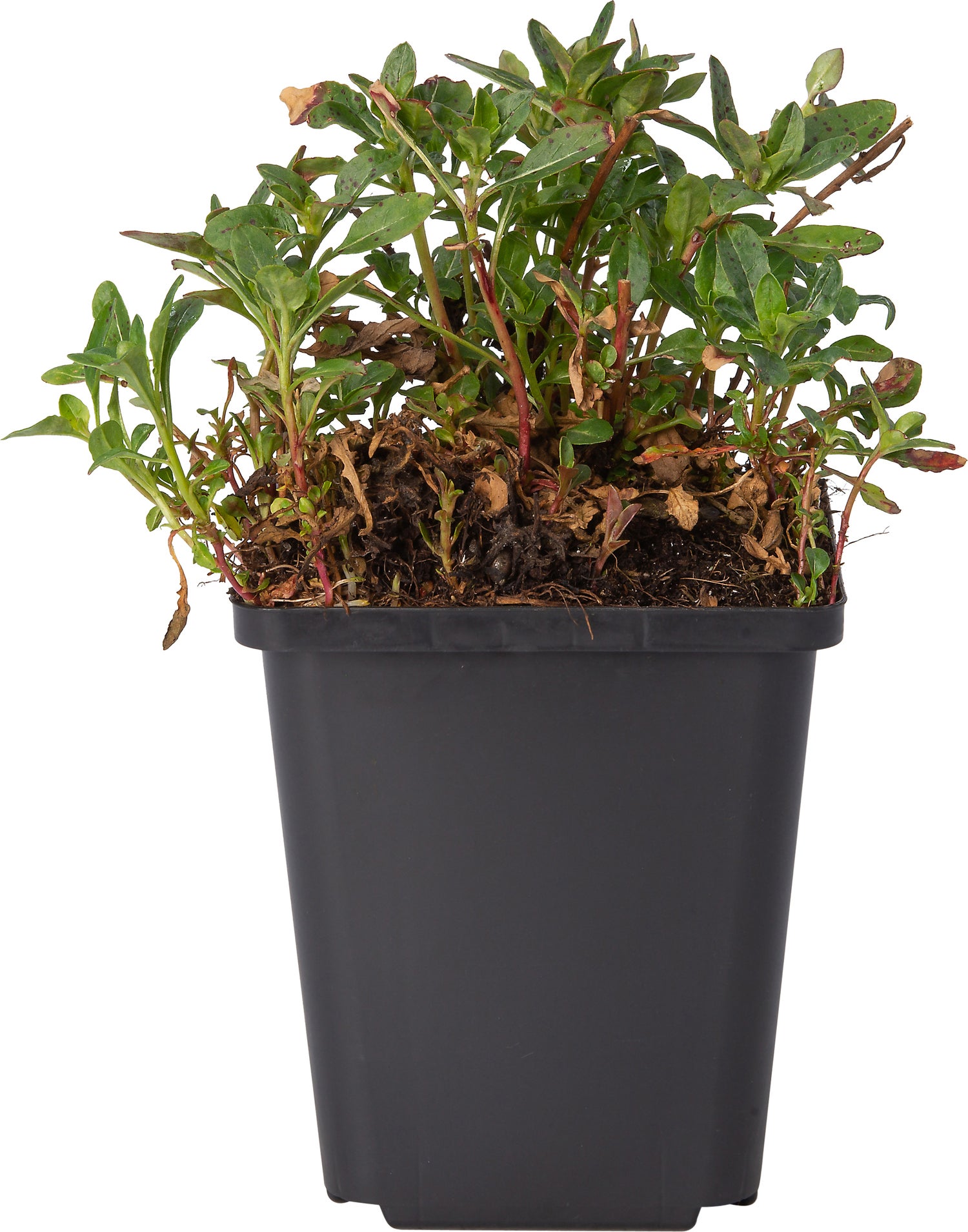 Teunisbloem (Oenothera speciosa 'Siskiyou') D 9 H 10 cm