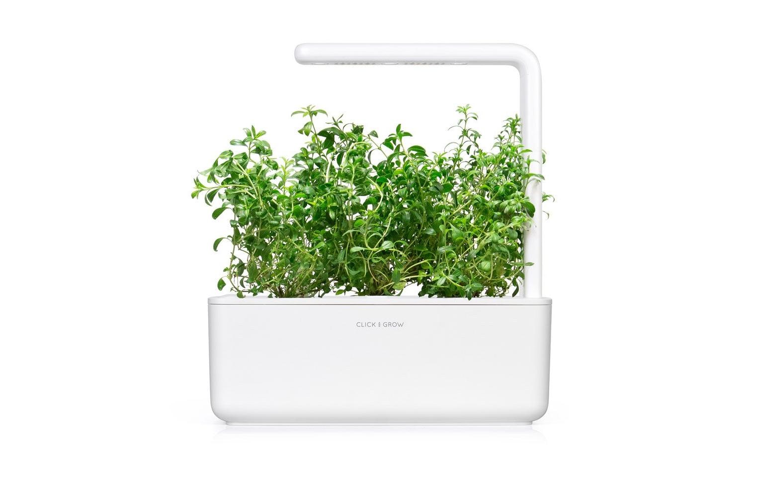 Samen Bergbohnenkraut, 3er-PackNachfüllpackung zum Smart Herb Garden