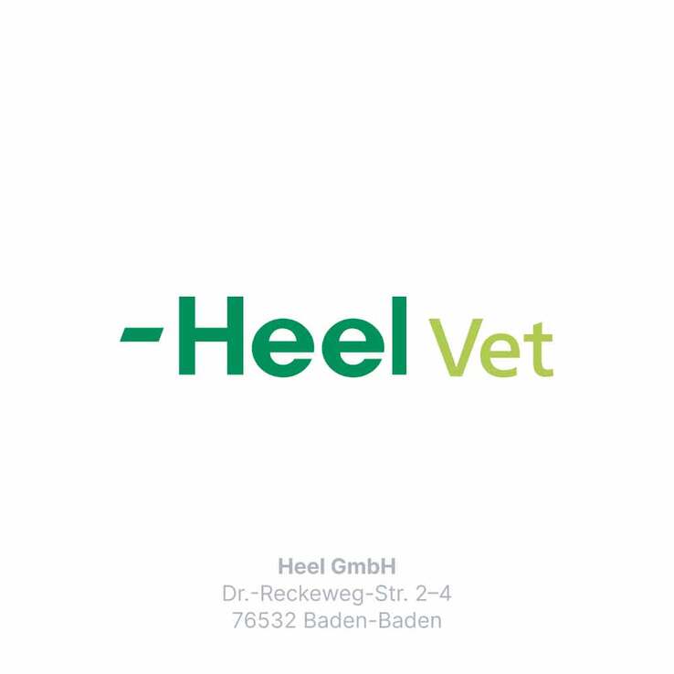 Traumeel LT ad us.vet.Tabletten, 250 St