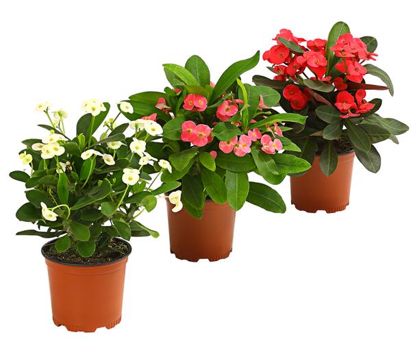 Christusdorn - Euphorbia milii