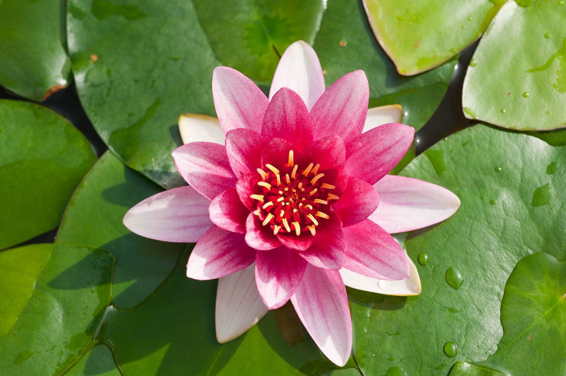 Waterlelie (Nymphaea 'Attraction') D 18 H 30 cm