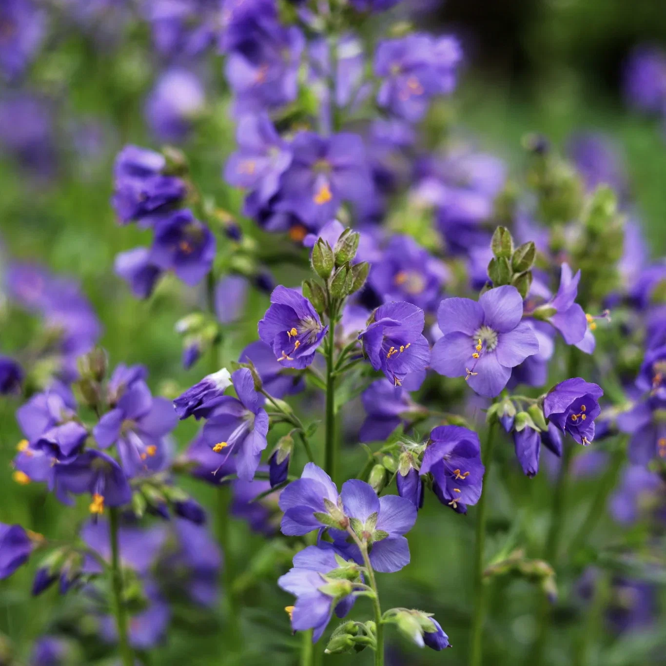Polemonium 'Heaven Scent' Flokk 'Heaven Scent' Ø19 cm